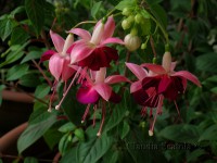 /album/rosso-in-giardino/fucsia-rosso-rosa-2-c-rid-jpg/